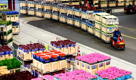 Kestria institute | Royal FloraHolland: Global Leader in Floral Trade